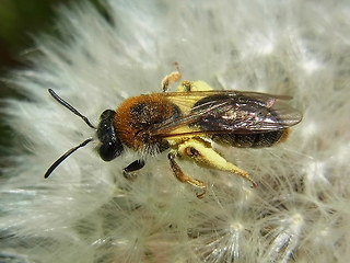 Andrena haemorrhoa