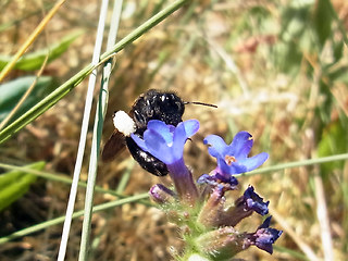 Andrena nasuta