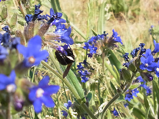 Andrena nasuta