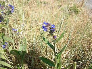 Andrena nasuta