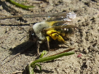 Andrena vaga