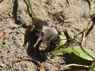 Andrena vaga