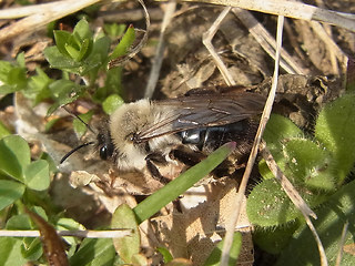 Andrena vaga