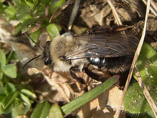 Andrena vaga
