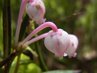 Andromeda polifolia