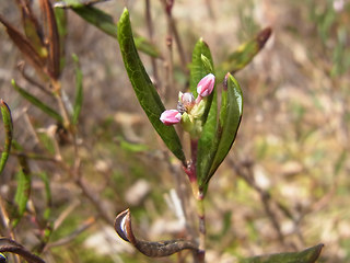 Andromeda polifolia