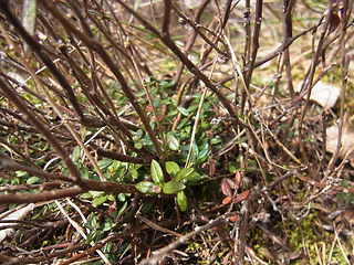 Andromeda polifolia