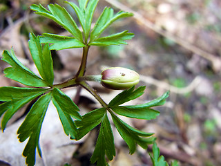 Anemone nemorosa