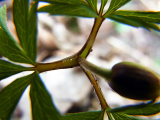 Anemone nemorosa