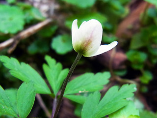 Anemone nemorosa