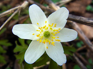 Anemone nemorosa