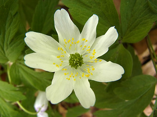 Anemone nemorosa