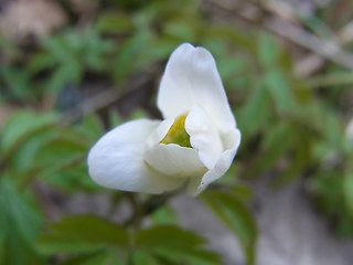 Anemone nemorosa