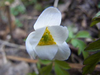 Anemone nemorosa