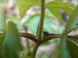 Anemone nemorosa