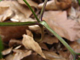 Anemone nemorosa