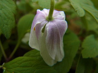 Anemone nemorosa