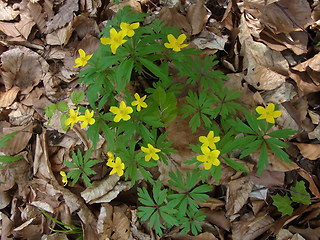 Anemone ranunculoides