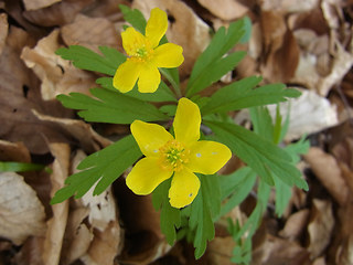 Anemone ranunculoides