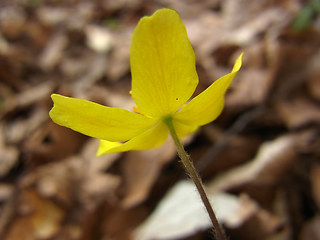 Anemone ranunculoides