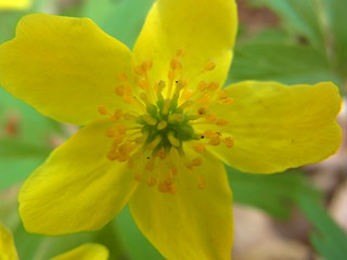 Anemone ranunculoides