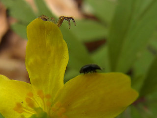 Anemone ranunculoides