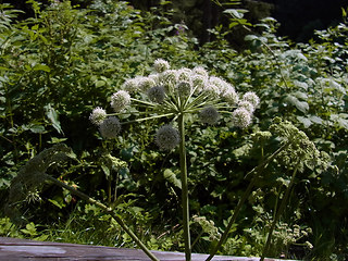 Angelica sylvestris