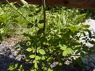 Angelica sylvestris