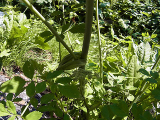 Angelica sylvestris