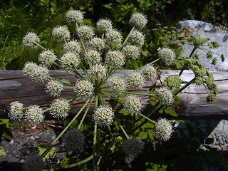 Angelica sylvestris