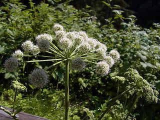 Angelica sylvestris