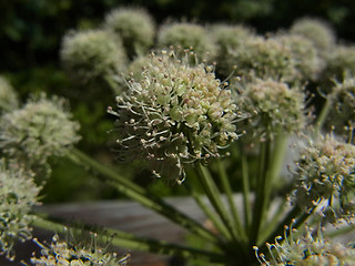 Angelica sylvestris