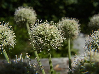 Angelica sylvestris