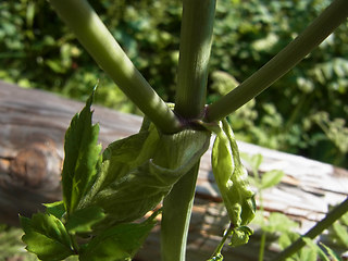 Angelica sylvestris