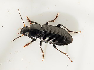 Anisodactylus binotatus
