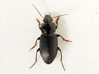Anisodactylus binotatus