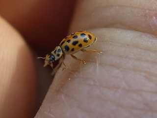 Anisosticta novemdecimpunctata