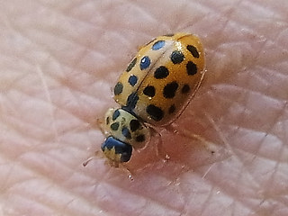 Anisosticta novemdecimpunctata