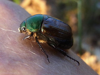 Anomala dubia