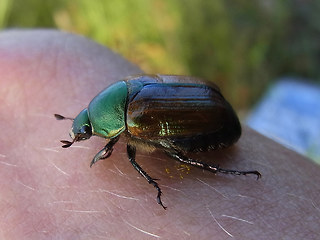 Anomala dubia