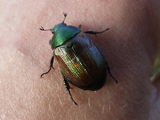 Anomala dubia