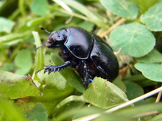 Anoplotrupes stercorosus