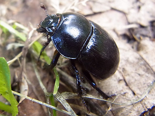 Anoplotrupes stercorosus