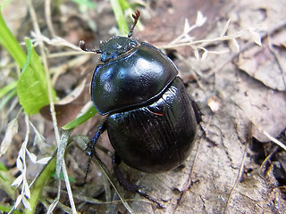 Anoplotrupes stercorosus