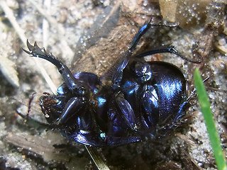 Anoplotrupes stercorosus