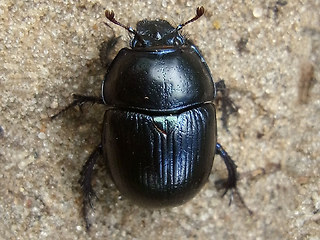 Anoplotrupes stercorosus