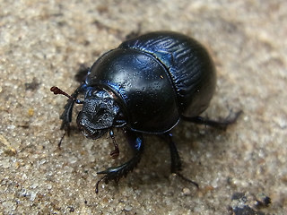 Anoplotrupes stercorosus