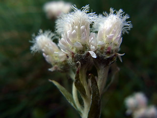 Antennaria dioica