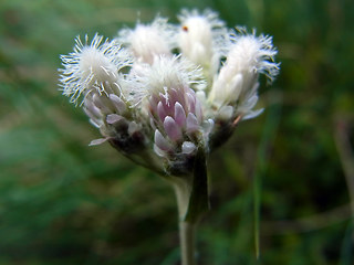 Antennaria dioica