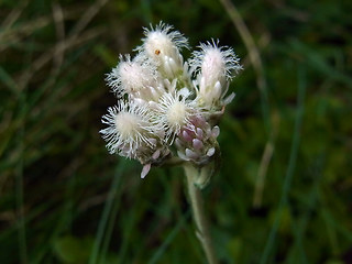 Antennaria dioica